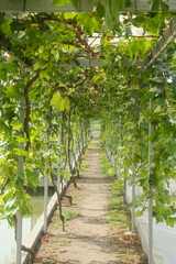 Vineyard or Vitis vinifera L surrounded by fish ponds, green house concept that displays a vineyard...