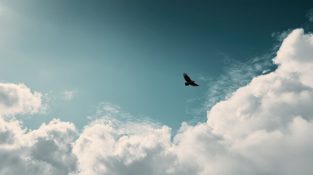 Wide shot of a black bird soa high in a bright blue sky with fluffy white clouds du daytime captu nature's freedom and serenity