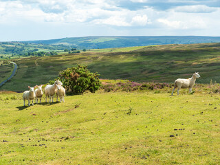 Grazing sheep in a green meadow with hilly farmland behind