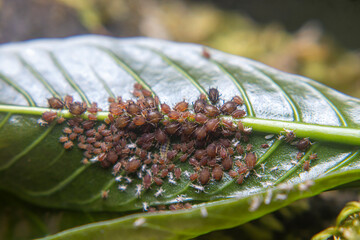 A colony of aphids on young coffee tree (Coffea arabica) organized by ants, forming a symbiotic relationship where ants gain sugar.