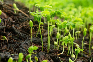 Close-up of young seedlings in the rainy season,Group of green sprouts in the rain.