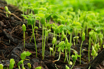 Close-up of young seedlings in the rainy season,Group of green sprouts in the rain.