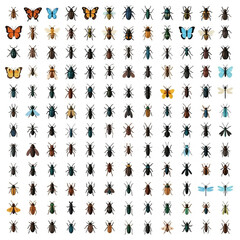 Grid of 144 insect icons arranged in 12 rows and 12 columns featuring various species like butterflies, beetles, ants, dragonflies, and more