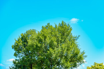 青空に映える緑豊かな木の上部