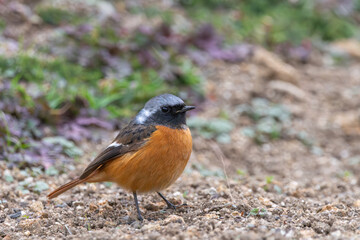 地面に立つジョウビタキの雄の姿