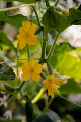 Flowering cucumbers, ripening cucumbers, yellow flowers.