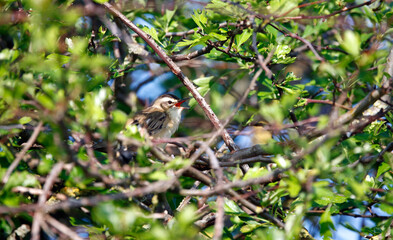 Sedge warbler in Spring sunshine