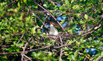 Sedge warbler in Spring sunshine