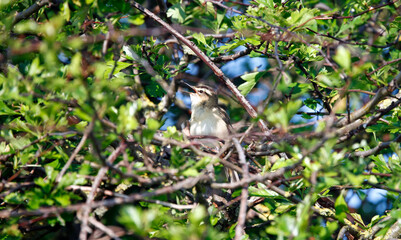 Sedge warbler in Spring sunshine
