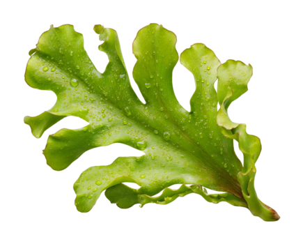 Lush bird's nest fern frond with water droplets in studio shot, presented isolated on transparent background