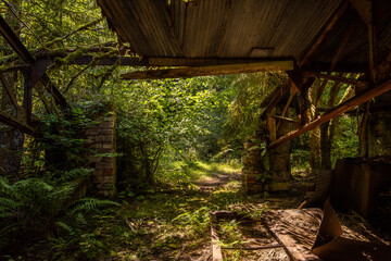 Sunlit Abandoned Industrial Ruins Overgrown by Dense Forest and Lush Greenery
