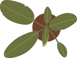 Ficus flower growing in pot