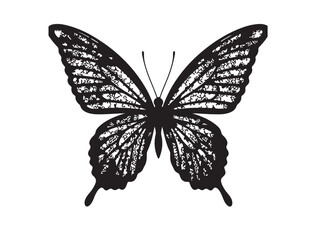 butterfly isolated on white background