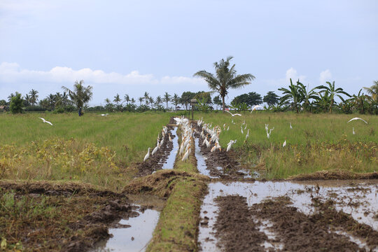 Flock of White Birds on Lush Green Rice Field in Bali