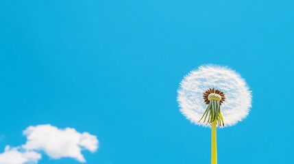 Bright dandelion puff against clear blue sky on a sunny day in spring, background with copy space