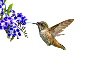 Allen's Hummingbird (Selasphorus sasin) Photo, in Flight, Feeding on Sky Flower (Duranta erecta) Blooms, Over a Transparent, Isolated PNG Background