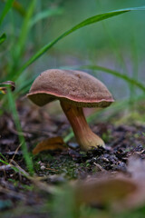 Fairytale mushroom rising from mossy forest floor evokes mysticism, magic, nutrition, decay, and...