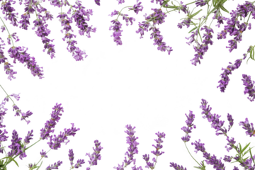 Purple lavender sprigs framing a central space isolated on transparent background