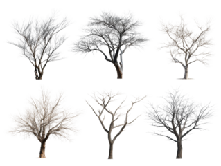 Seasonal tree changes nature growth isolated on transparent background