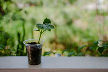 Cucumber seedlings in a plastic cup. Horticulture. Cucumber sprouted from seeds.