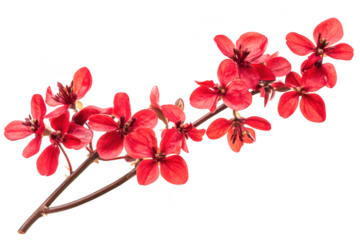 Vibrant red blossoms on a slender branch isolated on a transparent background