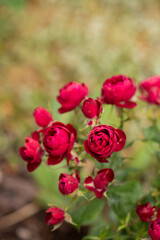 Garden red roses in the garden close-up, vertical card