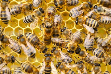 Varroa mite on back of a bee.