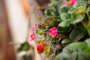ripe strawberry close-up, soft focus photo