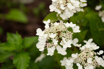 White hydrangea flowers in the garden close up. Beautiful summer flowers background