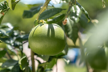 Close-up View of a Ripe Green Grapefruit Hanging From a Vibrant Tree Branch in Bright Sunlight