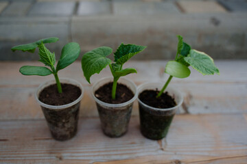 Cucumber seedlings in plastic cups. Growing seedlings in the country. Hobby. Interest in plants. Homemade cucumbers.