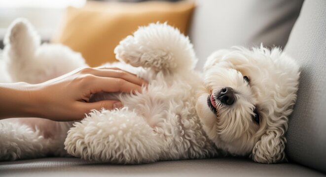 Blissful Bichon: Tummy Rubs and Relaxed Tongue on Gray Sofa - Powered by Adobe
