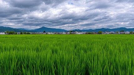 Obraz premium Expansive Green Rice Paddy Field Under Cloudy Sky