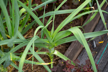 a beautiful vegetable garden with wooden beds and vegetables and flowers growing in them leek close up