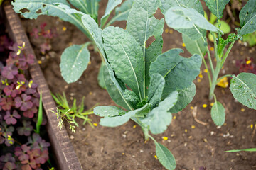 Cabbage kale growing in a garden bed