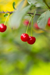 Ripe cherry on a branch in a summer garden close up vertical photo