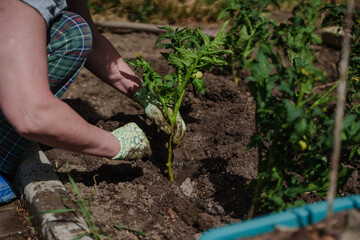Planting tomato seedlings in the country. A woman digs in the ground of the garden.