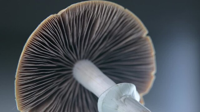 Macro close-up video of psilocybe cubensis magic mushroom gills and spores, golden teacher psychedelic fungi lamellae structure