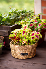 Beautiful plants in pots on a summer terrace in the garden, decorating the porch of the house with...