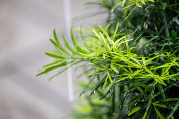 A Close-Up View of a Lush Green Plant with Delicate Leaves and Vibrant Colors