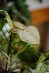 Syngonium milk confetti close-up. A beautiful houseplant with large variegated leaves. Vertical photo.