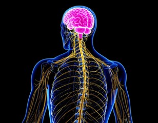 3D anatomical illustration of the human brain and nervous system