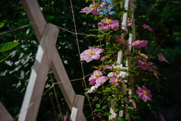 Pink clematis curled a white wooden stand in the garden. Landscape design. Climbing plants in the home garden.