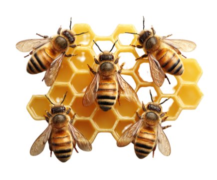 Several honeybees are working together on a yellow honeycomb piece in a close-up studio shot on transparent background
