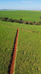 Drone image of sugarcane fields in the Brazilian countryside, showing green crops and agricultural...