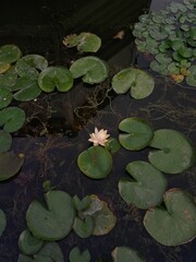 green water lily