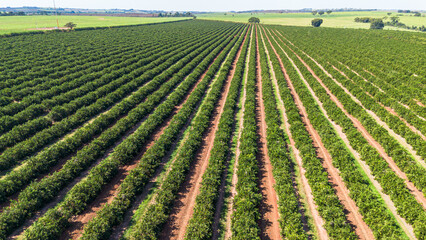 Drone photo of citrus orchard in the Brazilian countryside, showing rows of orange trees and rural landscape.