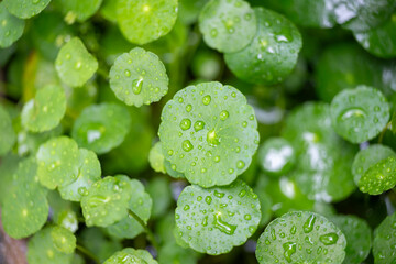 Water Droplets on Green Leaves After Rain