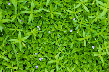 Fresh Green Weeds in Natural Light