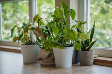 Indoor plants stand on the floor near the window. Singoniums, Sansiveria and other plant species. Large floor-to-ceiling windows in a private house. Plants close-up in the living room.
